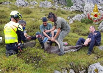 Dolomiti, morto lo stambecco salvato dopo aver ingoiato una scatoletta di tonno