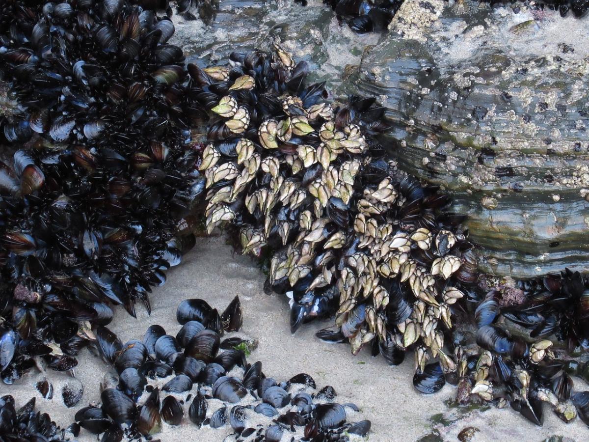 Cucina esclusiva: quanto costa il percebes al kg e come si mangia