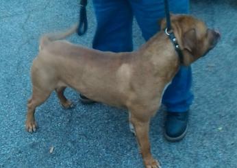 Pescara, pitbull aggredisce due donne e uccide un cane e un gatto