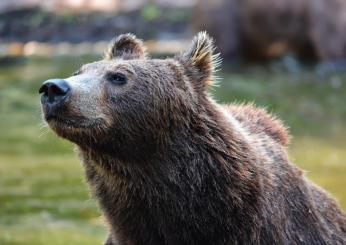 Trentino, mamma a spasso con i figli avvista un orso vicino ad una pista ciclabile