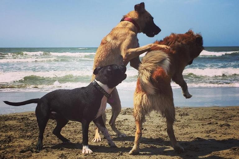 Cani in spiaggia, inizia la stagione delle “Bau beach”