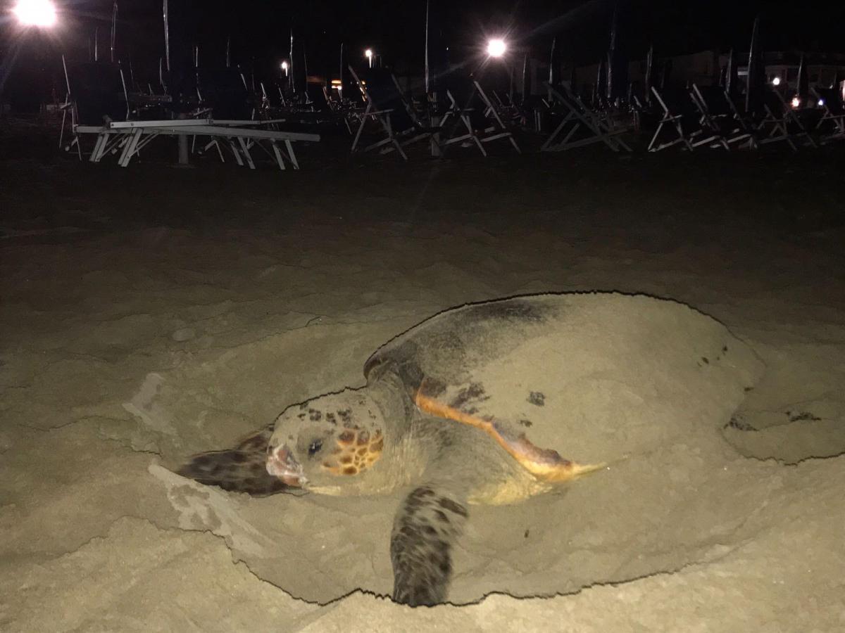 Magia in spiaggia, dove vanno le tartarughe marine a deporre uova