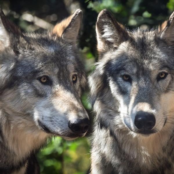 Valle d’Aosta, lupi nel Parc Animalier di Introd. Legambiente: “Contrari a zoo camuffati da risorsa per il territorio”