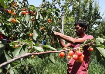 Lavoro occasionale in agricoltura: aggiornato il modello UNILAV