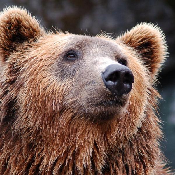 Come comportarsi se si incontra un orso? Dieci regole da rispettare