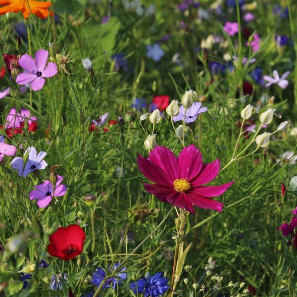 Come rendere bello il giardino? Ecco alcune pratiche, e consigli, da seguire