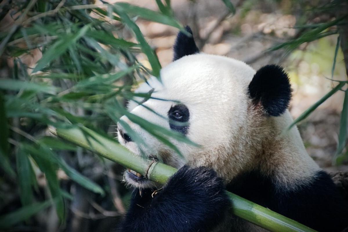 Giornata Mondiale del Panda: origini, storia, curiosità e perchè si celebra il 16 marzo