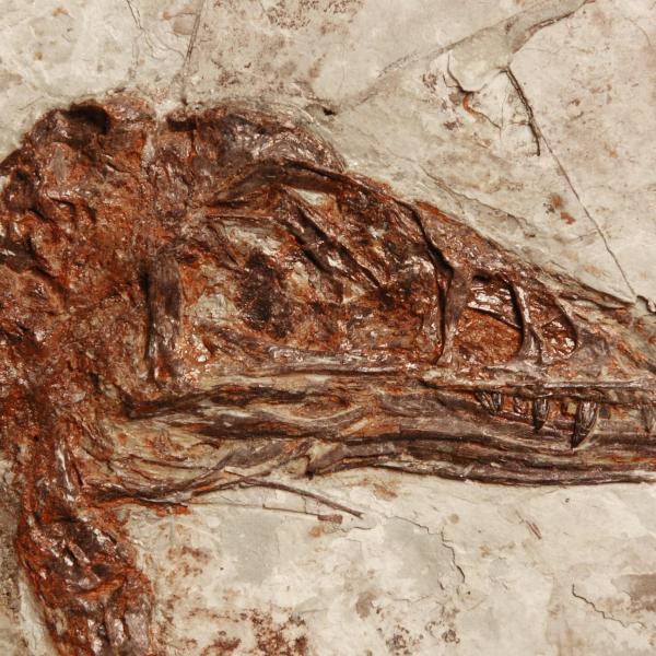 Cina, scoperto un raro fossile con il corpo di uccello e il cranio da dinosauro