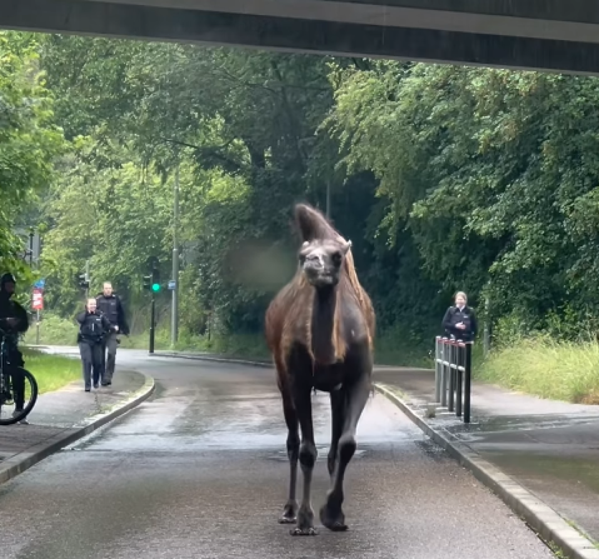 Germania, cammello scappa da un circo a Stoccarda: il filmato dell’animale che passeggia per strada è virale sui social | VIDEO