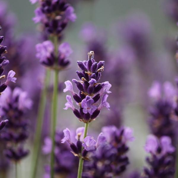 Che bontà i biscotti alla lavanda!