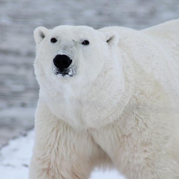 Giornata mondiale dell’orso polare, una specie in via d’estinzione a causa del cambiamento climatico