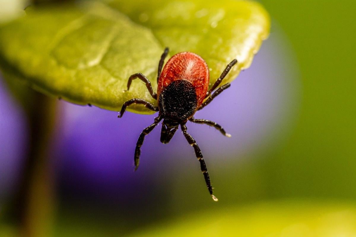 Quali sono le malattie trasmesse dalla zecca all’uomo: tipologie pericolose