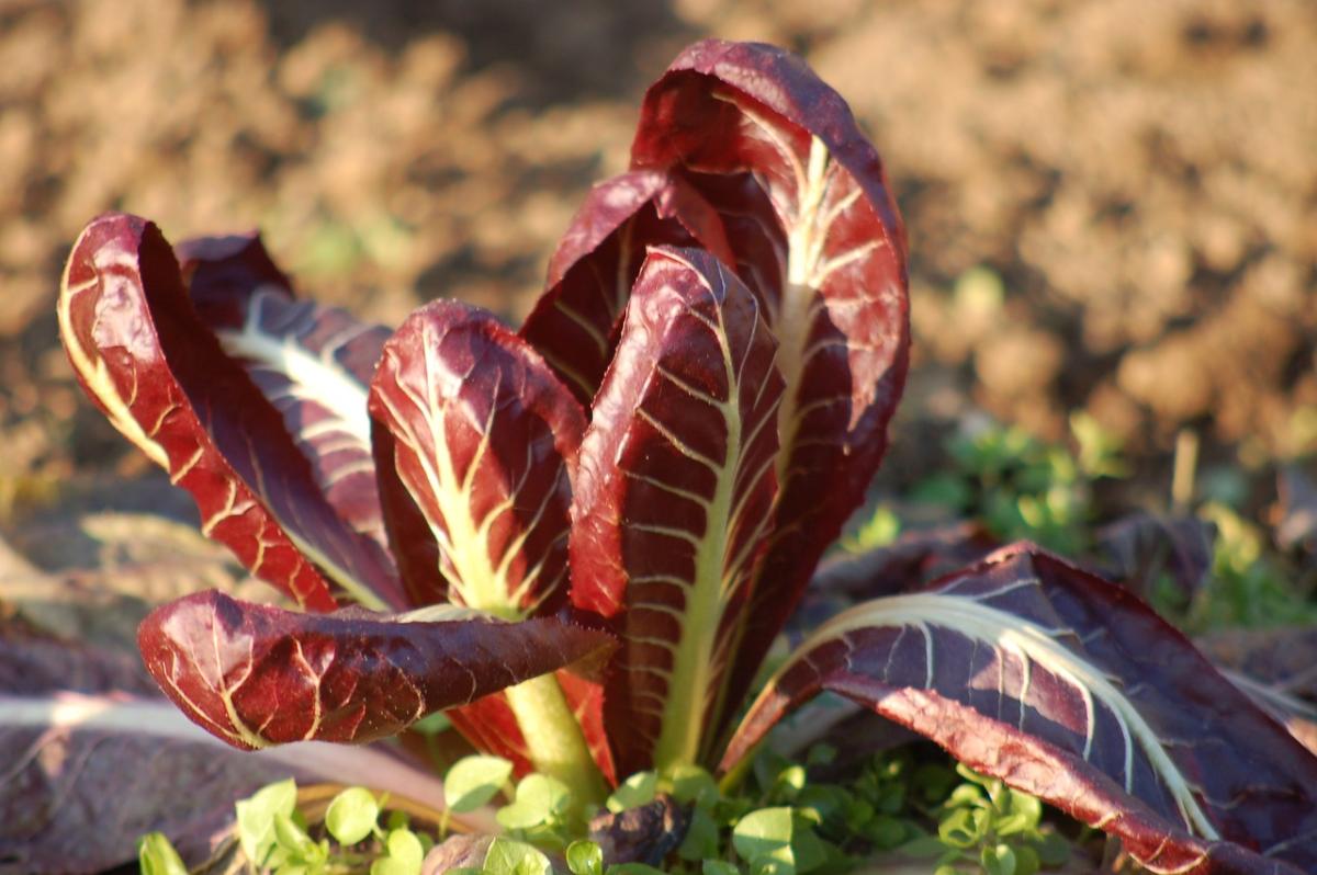 Radicchio al forno: 4 ricette