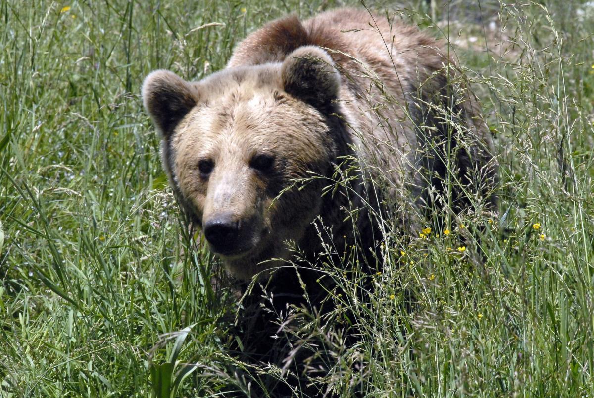 Orsi in Trentino, Fugatti apre al trasferimento ma “il piano è l’ab…