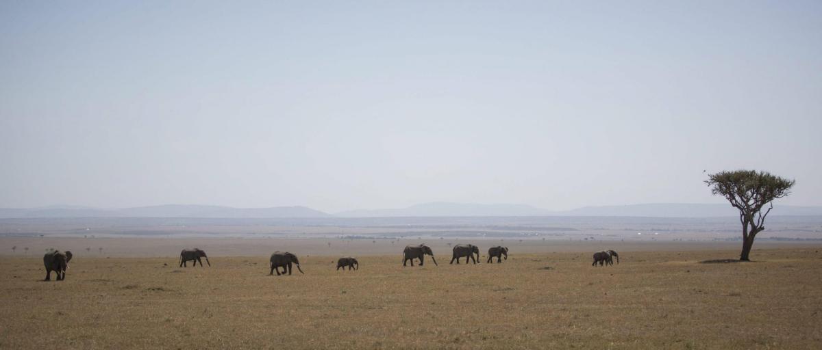 Kenya bambino sopravvissuto nella savana: disperso per cinque giorni