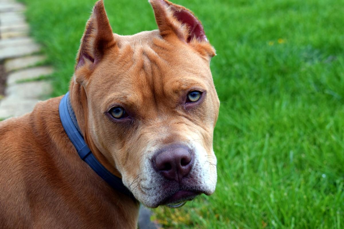 Bari, bimbo morso da un pitbull a Modugno: è grave