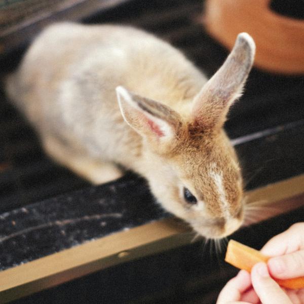 Cosa mangia un coniglio domestico? Cibi preferiti e quelli da evitare