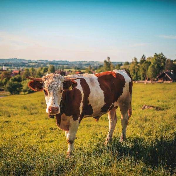 Inghilterra, fuggita una mucca da un sito biologico protetto a Staines-upon-Thames: braccata e investita due volte dall’auto di un poliziotto. Agente Sospeso | VIDEO