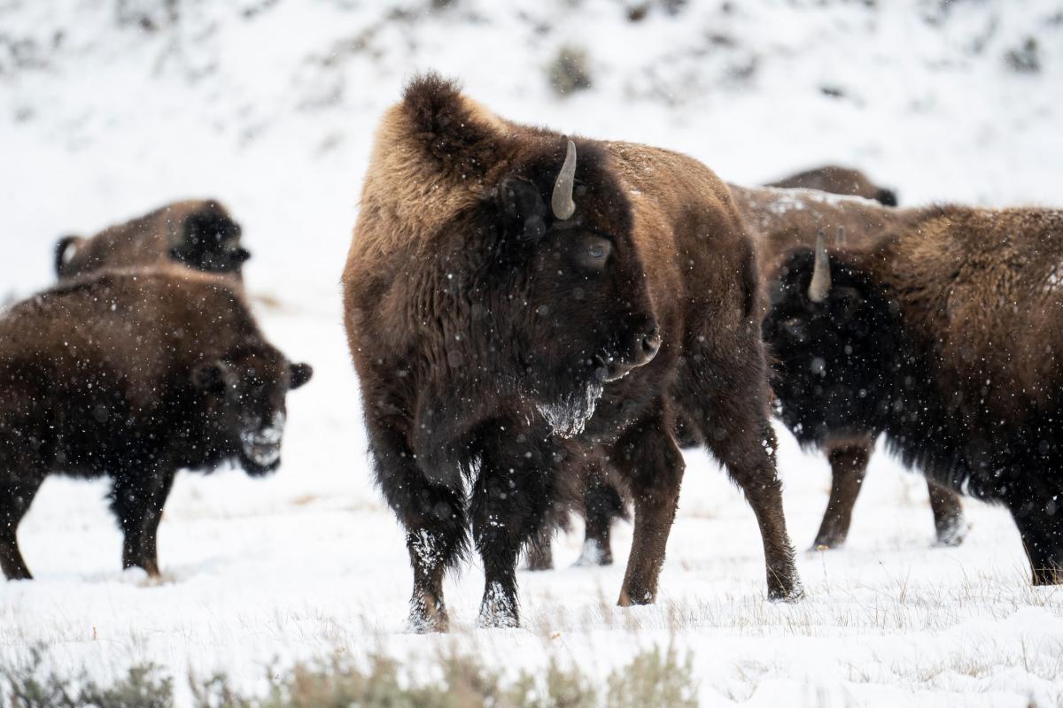 Buon compleanno Yellowstone, il parco USA compie 150 anni (e la ser…