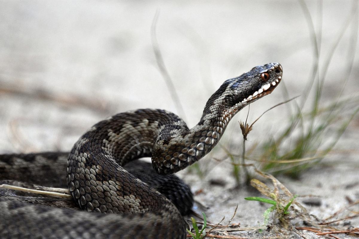 Cosa succede con un morso di vipera? Ecco come riconoscerlo e cosa …