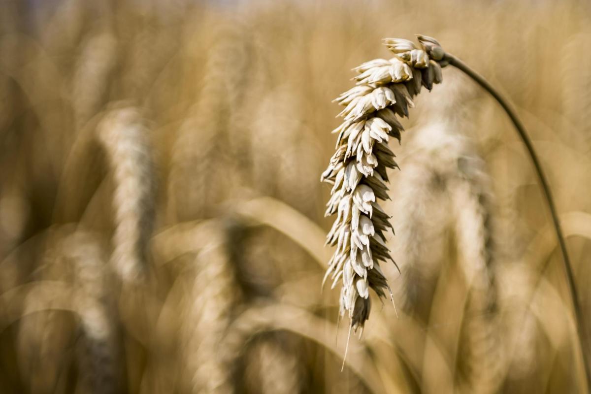 Polonia, stop al grano dall’Ucraina: “Danneggia i nostri agricoltori”