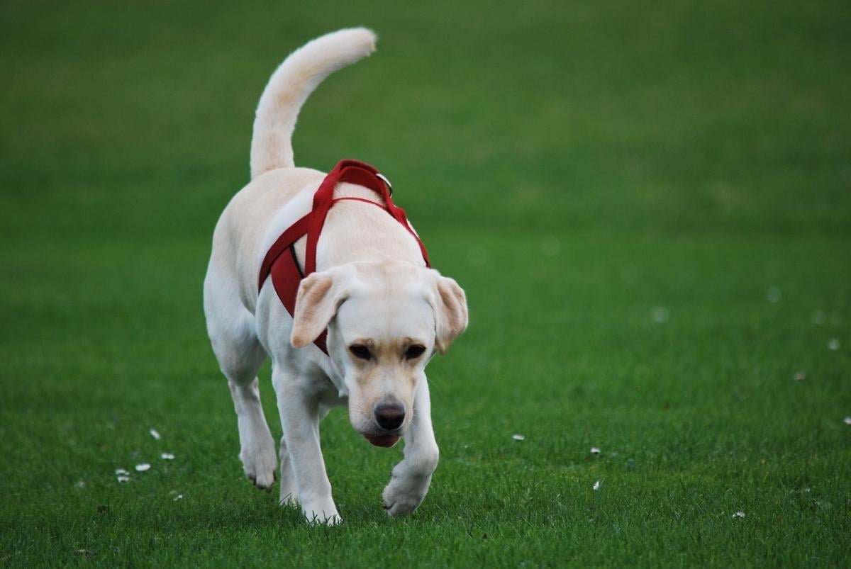 Perchè i cani mangiano le proprie feci? Cosa fare e conseguenze per l’animale