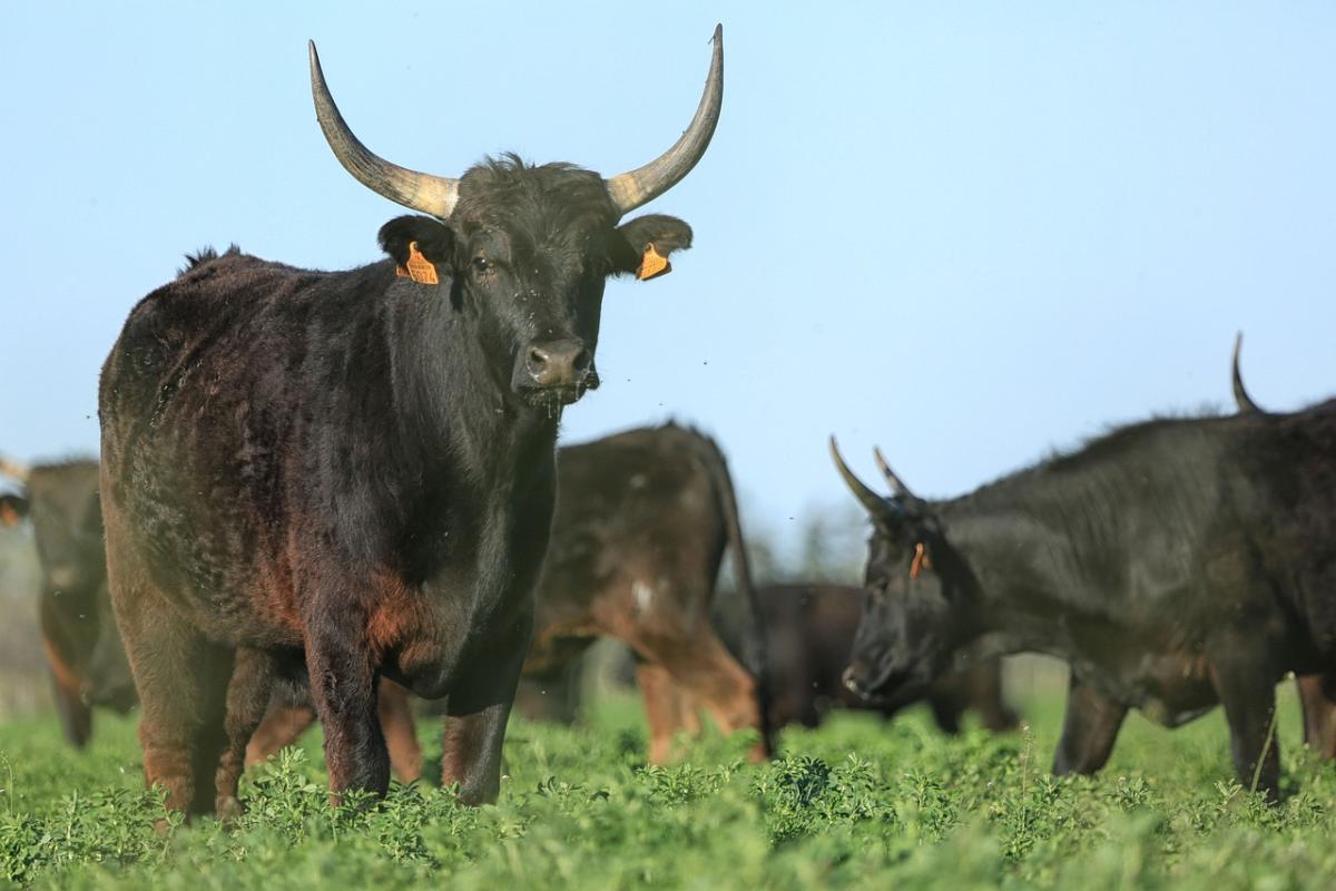 Cos’è il toro embolado, la folle tradizione spagnola che dà fuoco a…