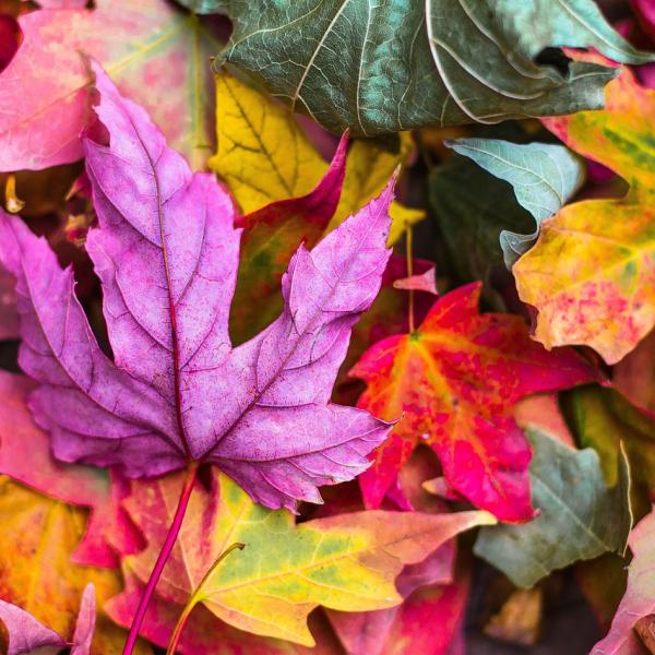 Autunno, poesie famose: le più belle frasi sulla stagione del foliage, da John Keats a Paul Verlaine