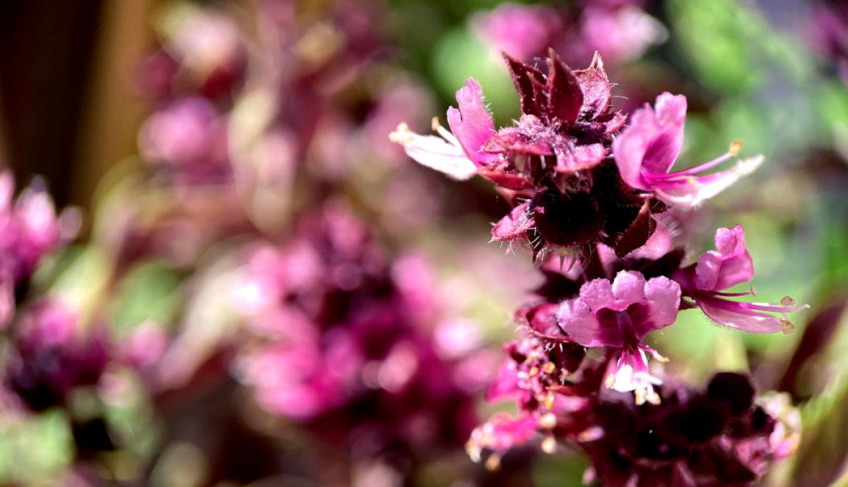 Cosa si cura con la Belladonna: benefici, uso e controindicazioni