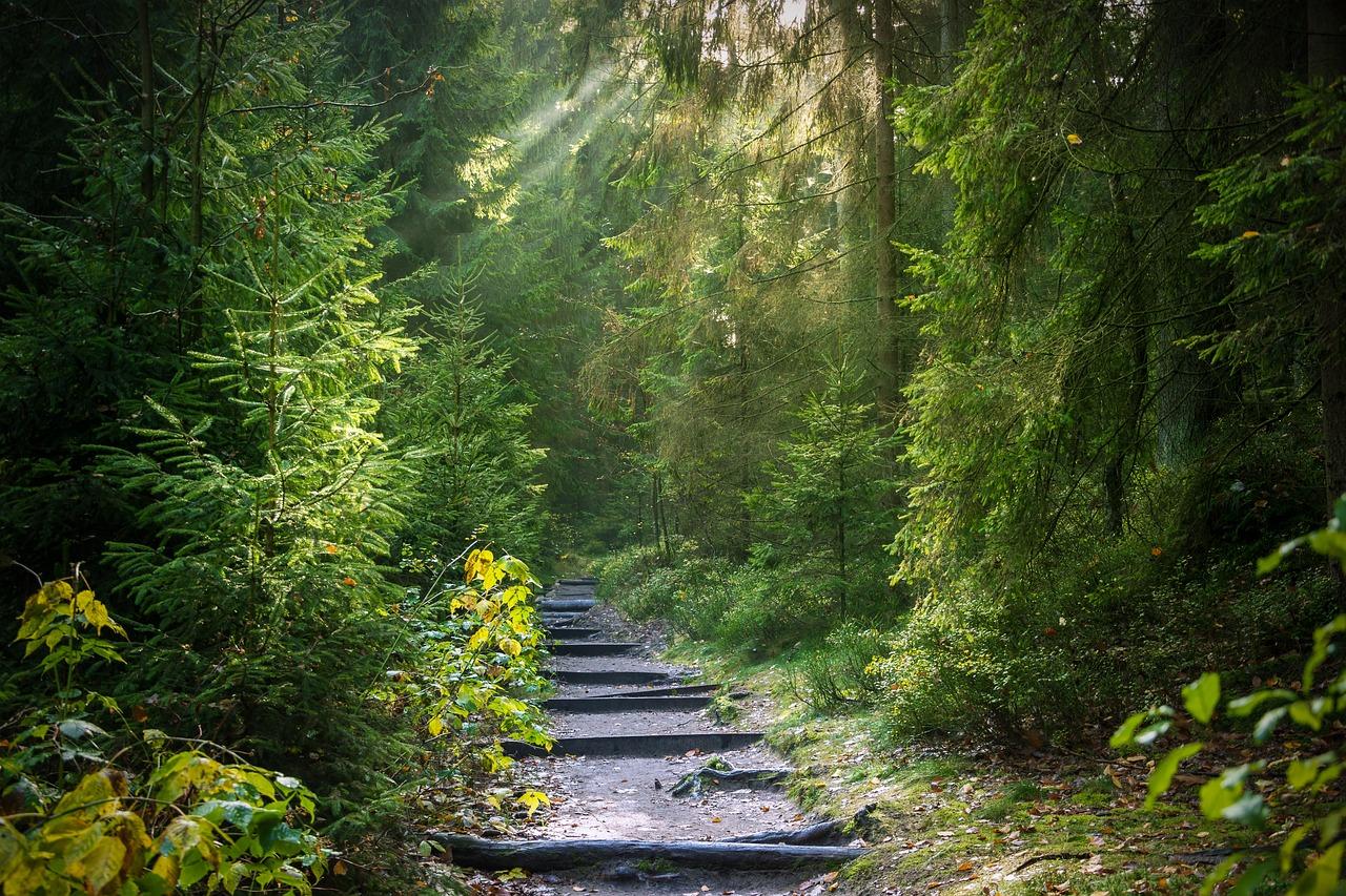 Qual è la foresta più bella in Italia: le altre 5 da conoscere