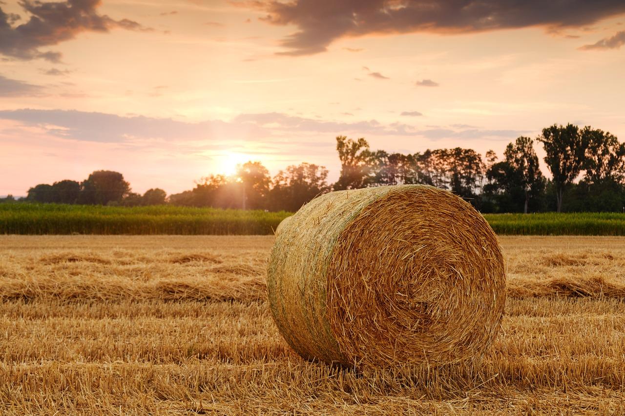 Servizio civile agricolo: nuovo bando, cercasi 1000 volontari