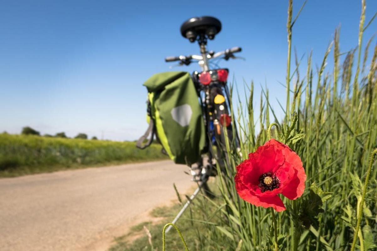 Ecosistema Urbano 2023: quali sono le città più green d’Italia? Sor…