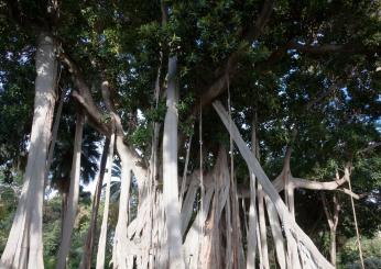 Albero italiano dell’anno 2022: vince il grande Ficus macrophylla dell’Orto Botanico dell’Università di Palermo