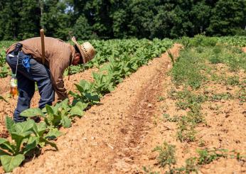 Rischio caldo sul lavoro: le misure del decreto agricoltura