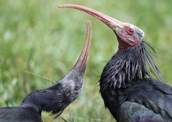 Ibis eremita: 6 esemplari abbattuti dai cacciatori in Toscana