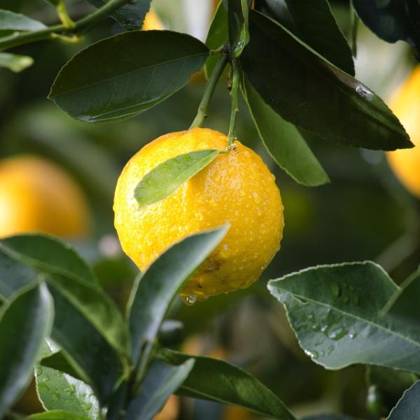 Quando si pota il limone? Ecco il periodo ideale