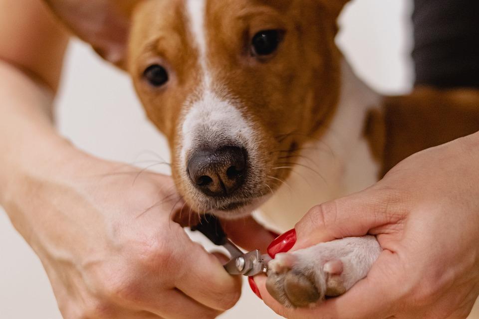 Come riuscire a tagliare le unghie al cane che non vuole? Guida in 5 passi