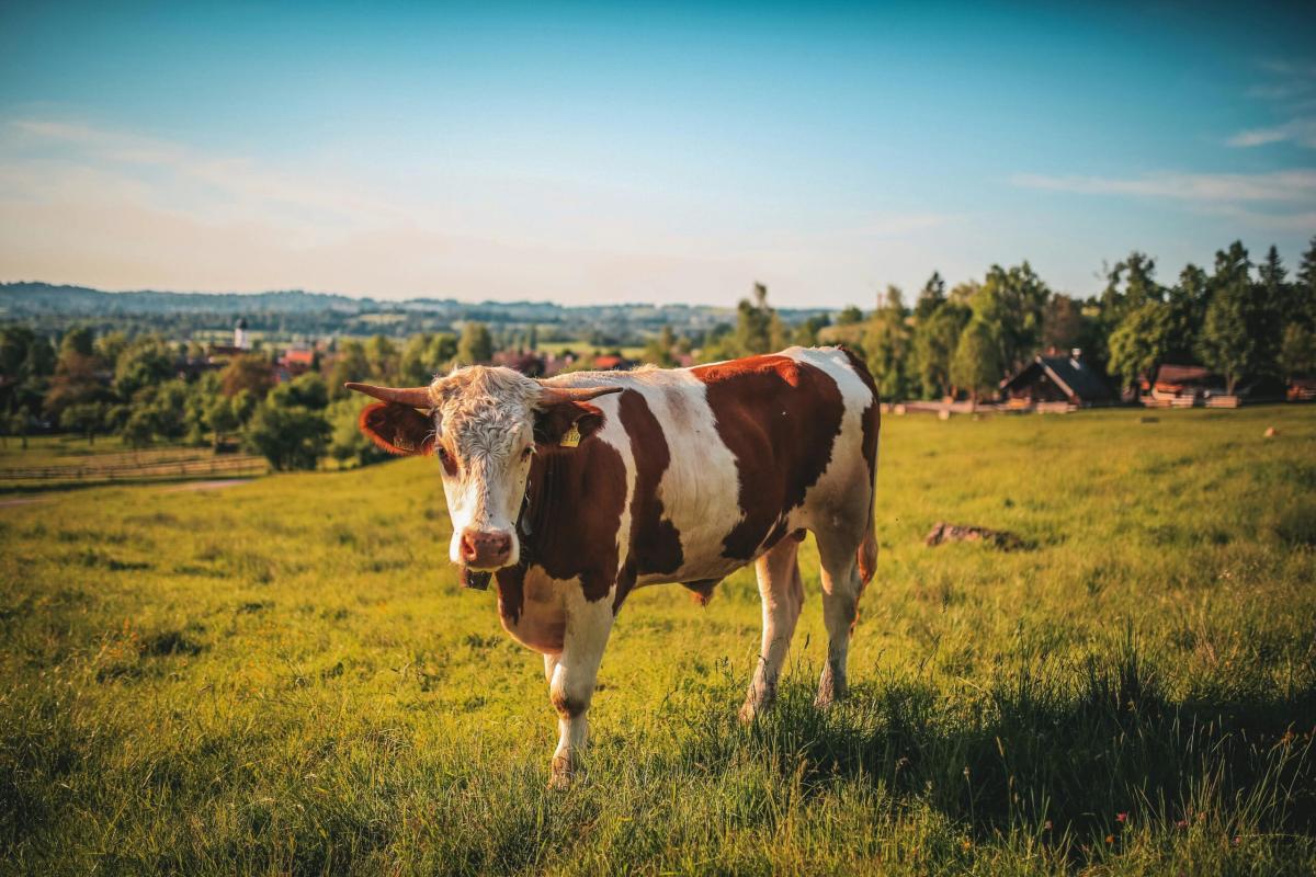 Inghilterra, fuggita una mucca da un sito biologico protetto a Staines-upon-Thames: braccata e investita due volte dall’auto di un poliziotto. Agente Sospeso | VIDEO