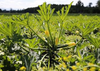 Voglia di zucchine? Provate le ricette con i tenerumi