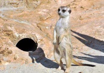 Suricato a Roma: l’animale vagava libero per strada