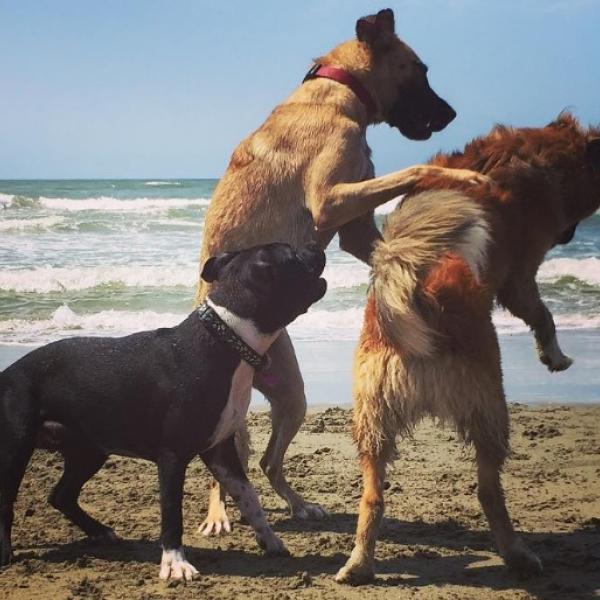 Cani in spiaggia, inizia la stagione delle “Bau beach”