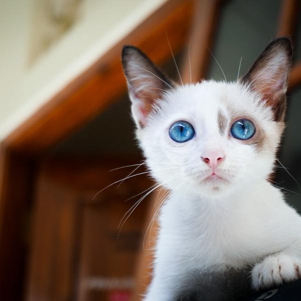 Quali sono le razze di gatti con gli occhi azzurri?