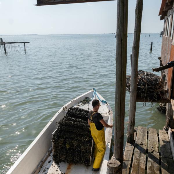 Granchio blu, distrutta la produzione di vongole veraci. Marchesini (Consorzio Scardovari): “Per i pescatori il 2024 sarà un anno a reddito zero”