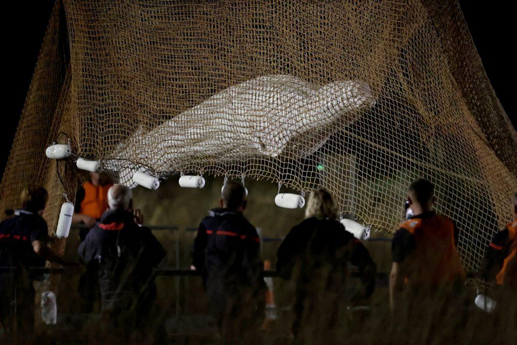 Francia, è morto il beluga perso nella Senna: tentativi di soccorso falliti