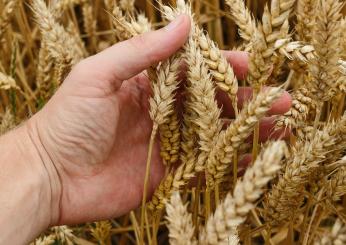 Comune di Ravenna cerca Istruttore Direttivo Tecnico (Specialista Agronomo), a tempo indeterminato