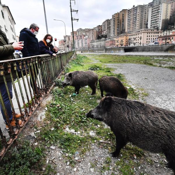 Manovra, caccia ai cinghiali in città: una volta cacciati, potranno essere mangiati