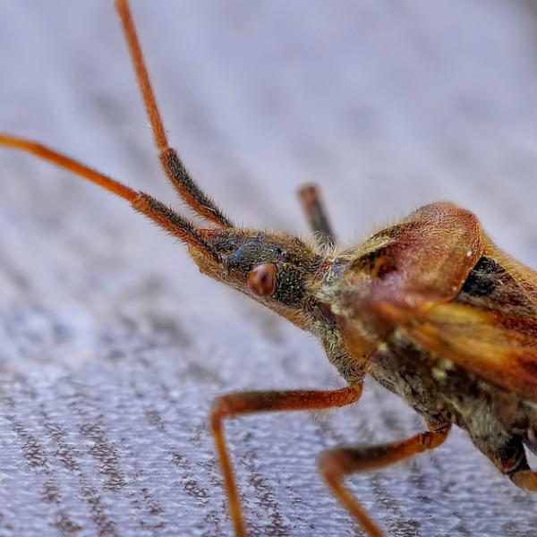 Allarme cimici in Francia, c’è chi ci marcia: truffe gli anziani