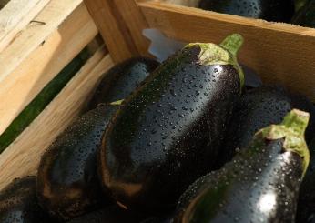 Ricette con le melanzane facili e veloci