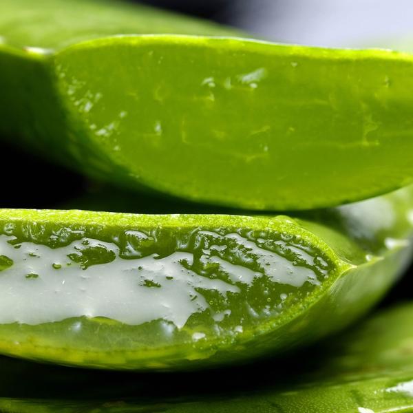 Benefici del gel di aloe vera per la pelle e i capelli: 5 metodi di applicazione