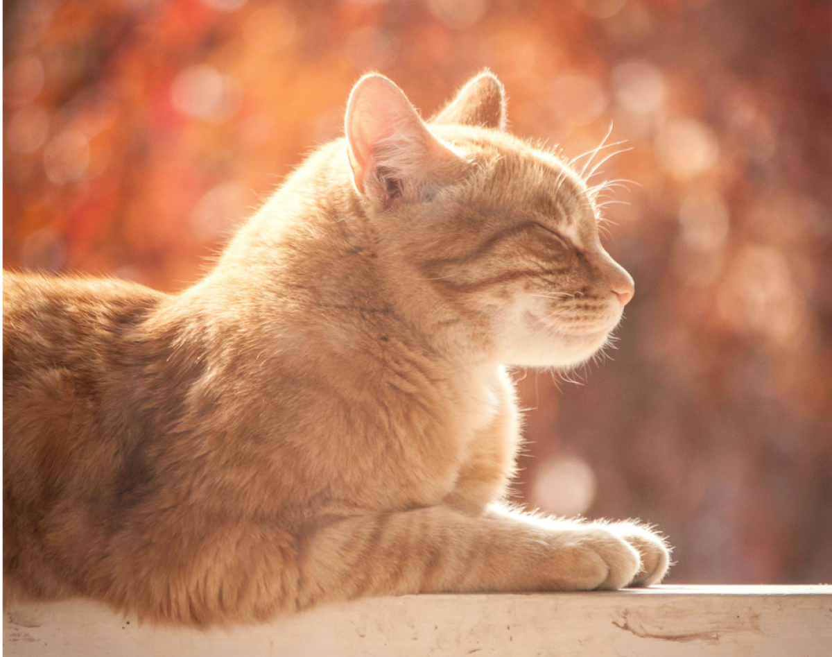 Gatto in vacanza: i pro e i contro di portarlo in villeggiatura